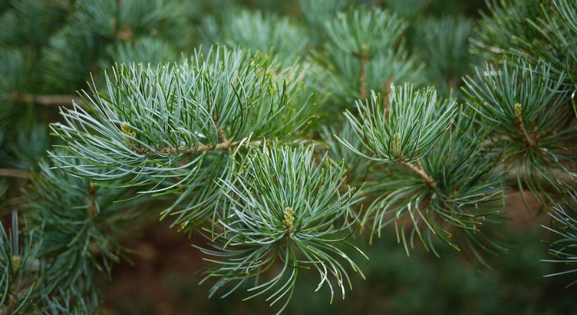 Japán fehérfenyő – amikor a lassúság erény