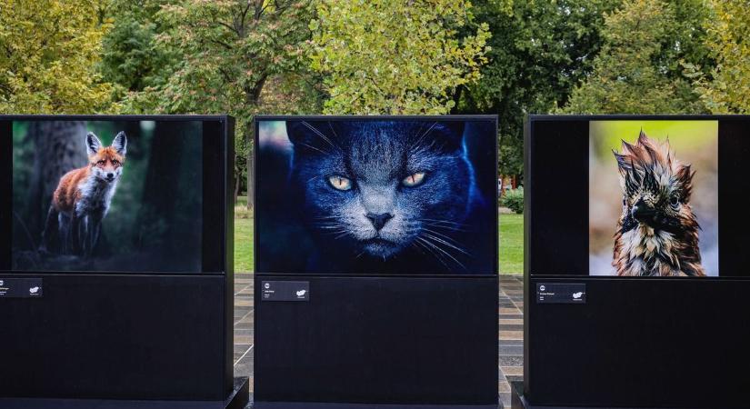 Látványos kiállítás nyílik Baranyában