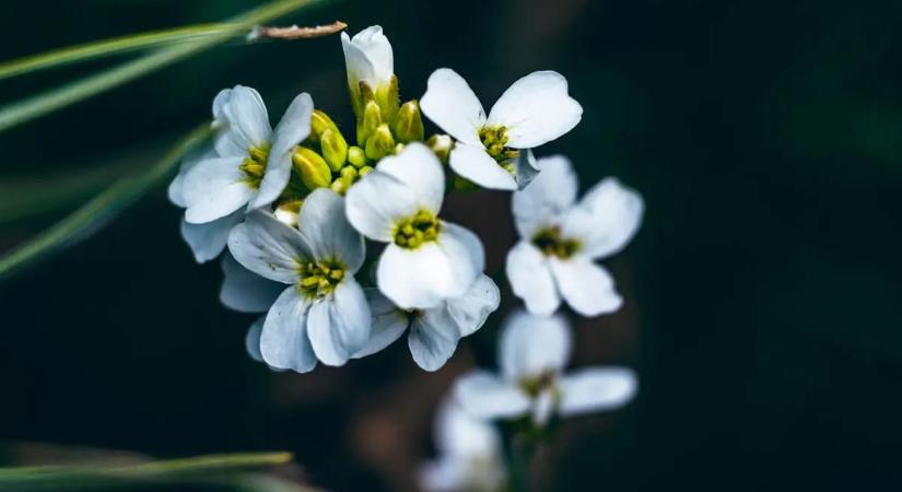 Így figyelmeztetik egymást a növények a veszélyre