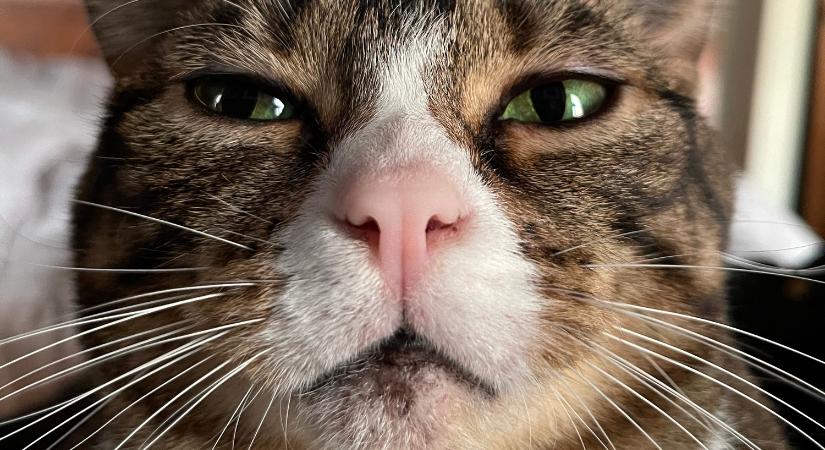 Visszanő-e a macska bajsza?