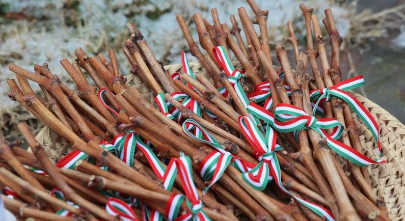 Vince-napra várják a borbarátokat a mohácsi Szőlőhegyre, szombaton jön a bormustra