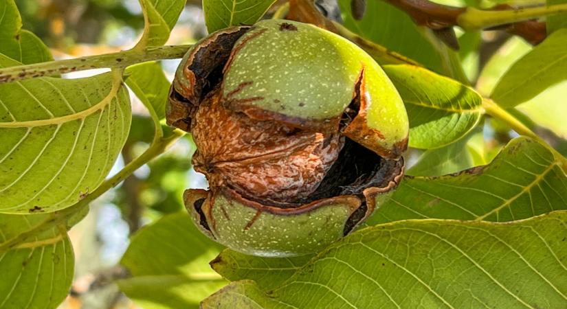 Magyarországra is bekerült a károsító: szinte lehetetlen elpusztítani