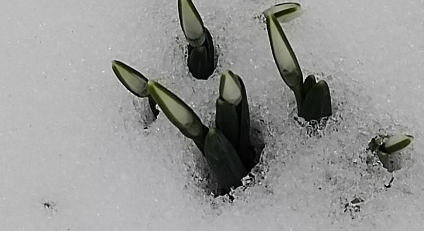 Bimbózó hóvirágok a hóban - különleges olvasói fotó Zalából