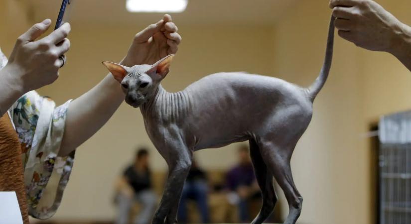 Nem imádták istenként a macskákat az ókori Egyiptomban – ez volt a valódi szerepük