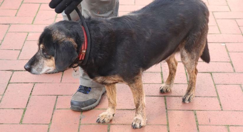 A kutyaürülék ellepi a várost – jogosan háborog olvasónk?