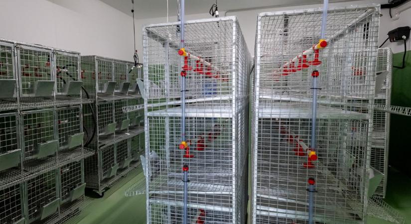 Aki ezt nem érti, lemarad az állattenyésztésben