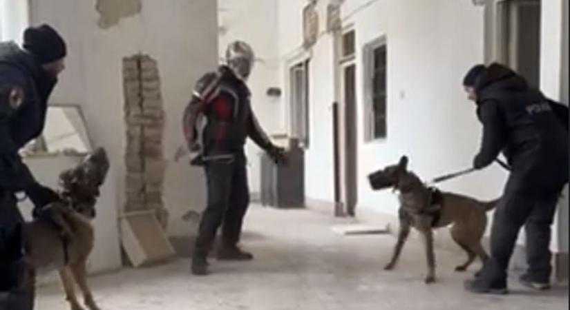 Éles bevetésekre készülnek: kutyás rendőrök gyakorlatoztak Dunaföldváron