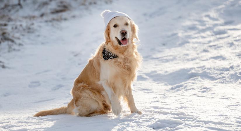Miért világosodik ki télen a kutyák orra? És még 7 érdekesség bundás kedvenceinkről