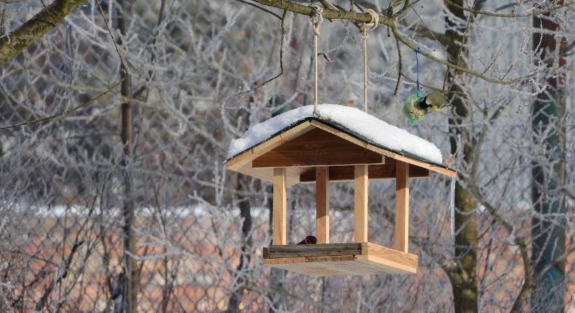 Ezért nincsenek madarak az etetőkön