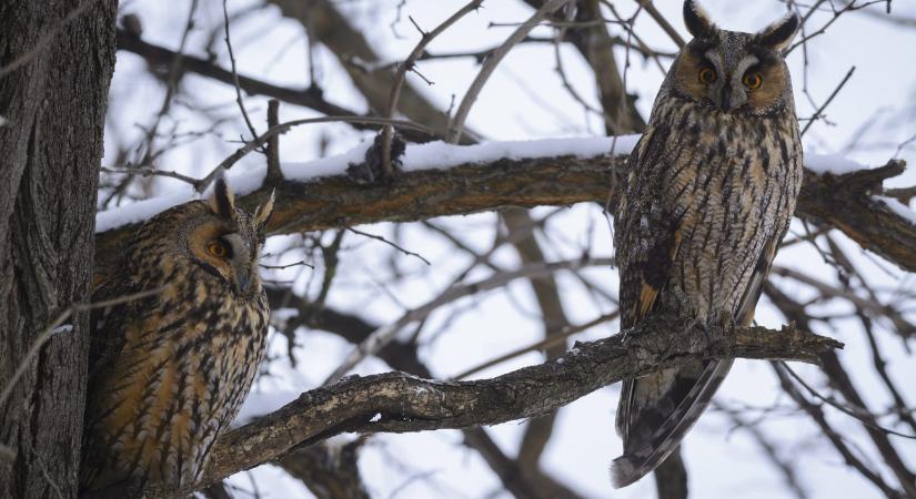 Nem csak gyönyörködtetnek, a mezőgazdaságnak is sokmilliárdos hasznot hajtanak – indul a nagy bagolyszámlálás