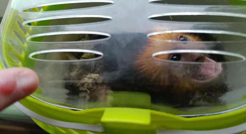 Lecsaptak a NAV munkatársai: veszélyeztetett emlős került elő a műanyag dobozból