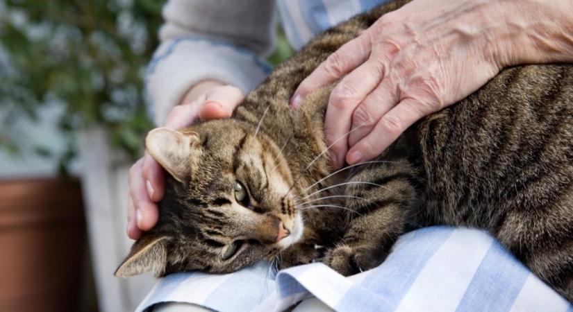 Ezt a szabályt gyakran még a leggondosabb gazdik is rosszul tudják