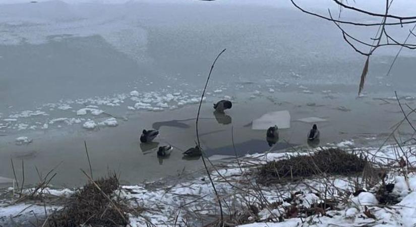 Nádvágás a Vértónál: a helyiek most a madarak miatt aggódnak