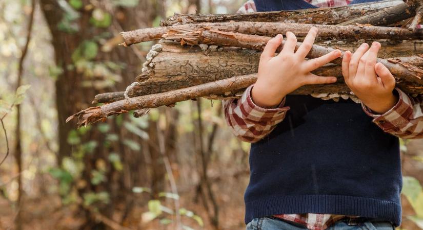 Így gyűjthetsz tűzifát és rőzsét az erdőben – ezekre figyelj