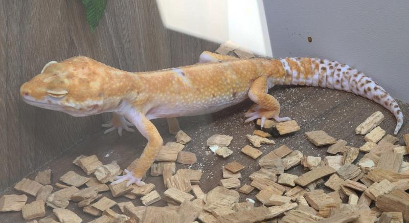 Egzotikus állatok Kaposváron