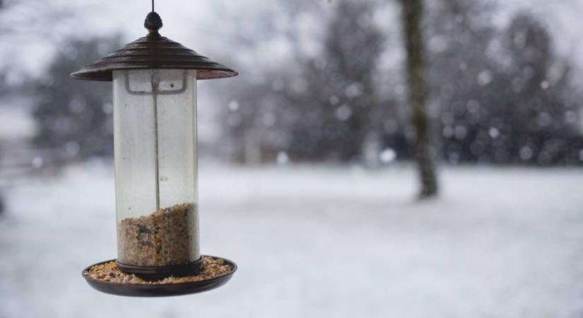 Furcsa jelenség a magyar kertekben: ezért tűntek el a madarak az etetőkről