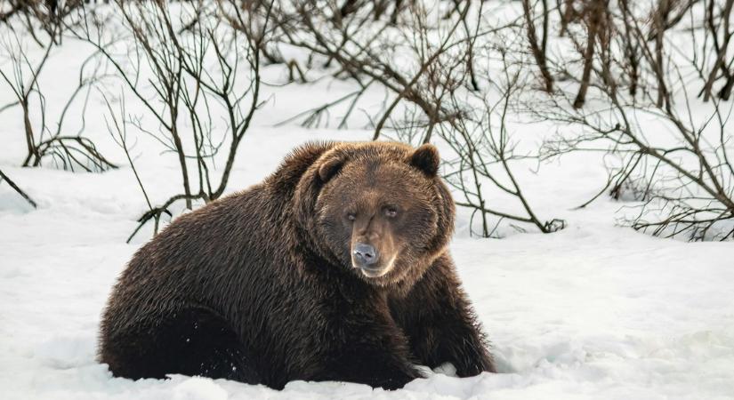 Ha már eleget fáztál, akkor végre megtudhatod, hogy meddig tart még tél