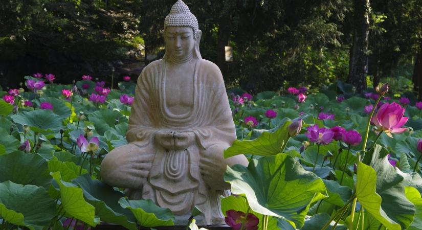 Lótusz Napok 2026 Szeged