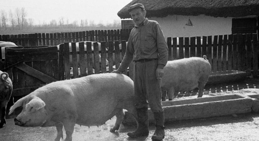 Retró disznóvágás kvíz – Lássuk, mire emlékszel a régi disznóságokból!