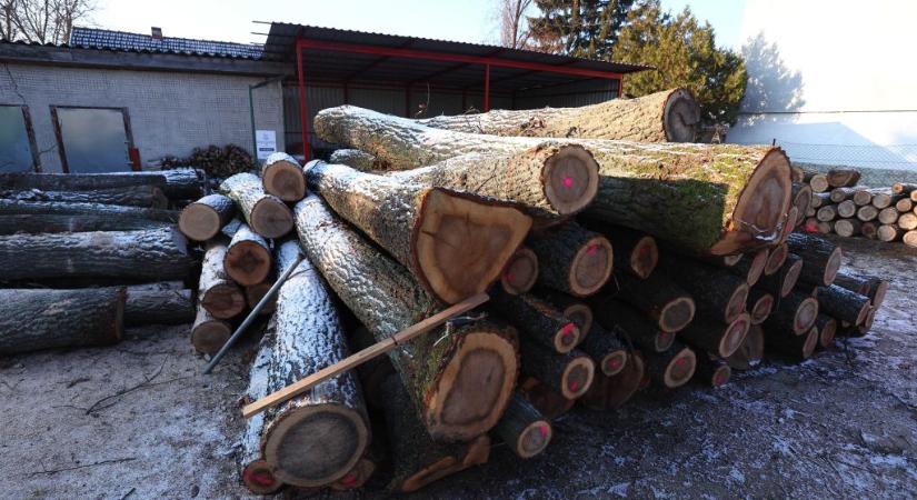 Elhatárolódik az ingyenes tűzifaosztástól Bajót polgármestere, mert a kedvezményezettek között szerinte számos nem rászoruló is található
