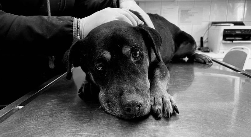 „Nem kötelező kutyát tartani!” – dühösek és szomorúak a debreceni állatvédők