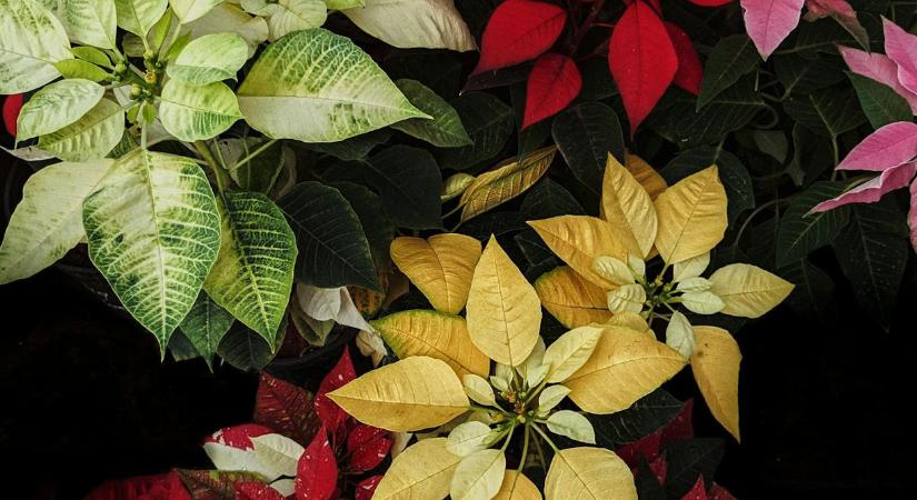 Erre van szüksége a mikulásvirágnak, hogy januárban újra növekedni kezdjen