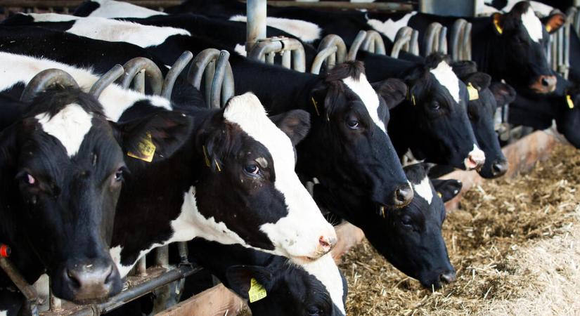 Triplázni készül a Sano Csémen