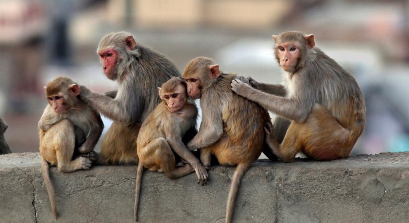 Nem véletlenül jelent meg a homoszexuális viselkedés a főemlősöknél