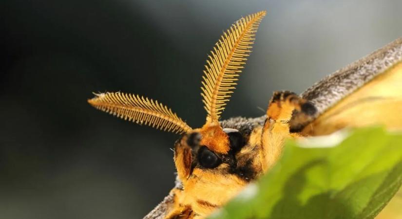 Titkos jelekkel irányítják a világot – így kommunikálnak valójában