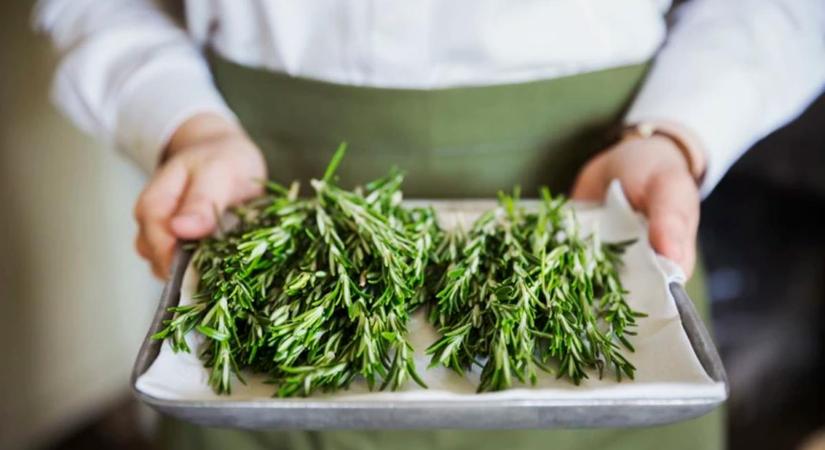 A rozmaring csodás hatásai: többféle formában is támogatja az egészséget