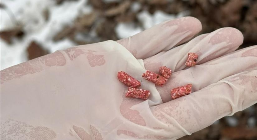 Vigyázzon, akinek kutyája vagy gyereke van, pakánymérget szórtak szét a szentendrei Püspökmajor lakótelepen