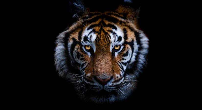 Kínai horoszkóp 2026: az év egyik nyertese a Tigris