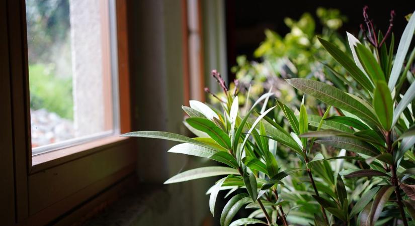 Ezen múlik, hogy túléli‑e a leander a telet