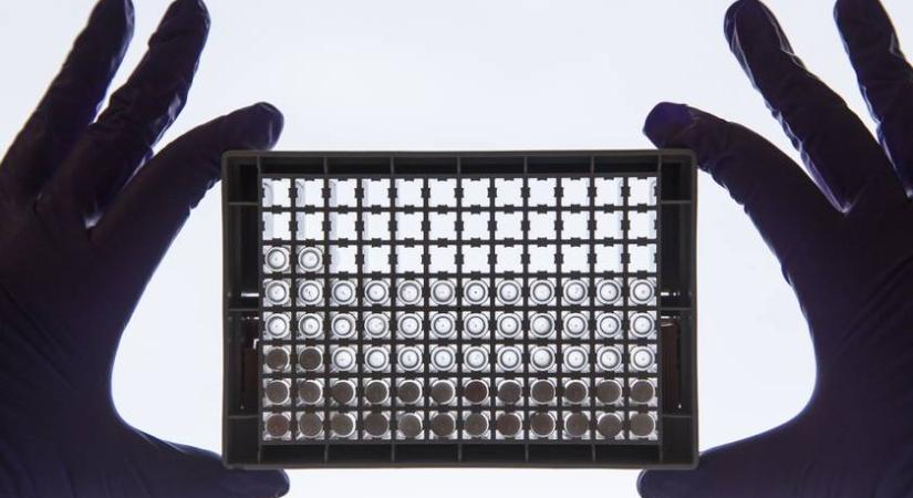 Közel száz éve kihalt állatot éleszthetnek föl – géntechnológiát használnak a tudósok