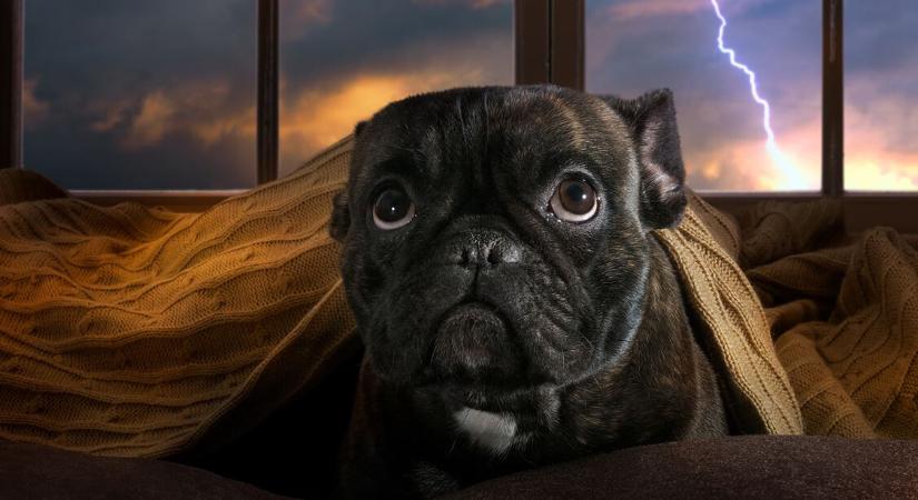 Állatok és az időjárás: tényleg megérzik, ha vihar közeleg?