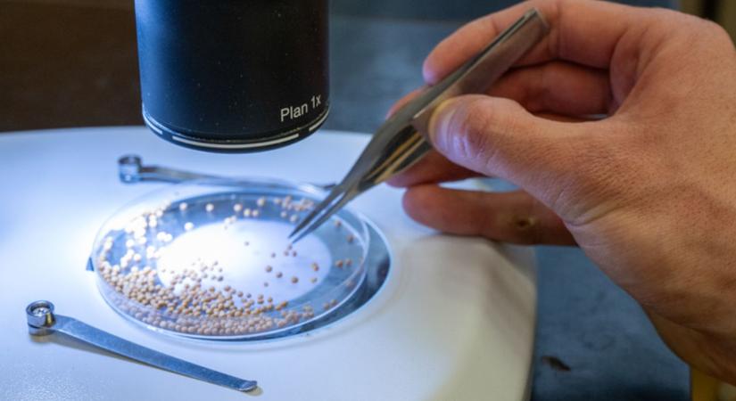 Veszély és lehetőség: mit kezd a repce a nehézfémekkel?