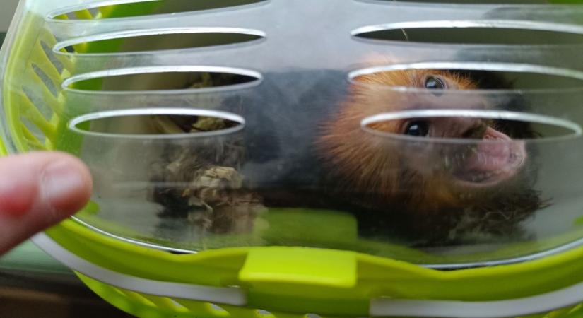 Illegálisan szállított aranyfejű oroszlánmajmocskát foglalt le a NAV (galéria)