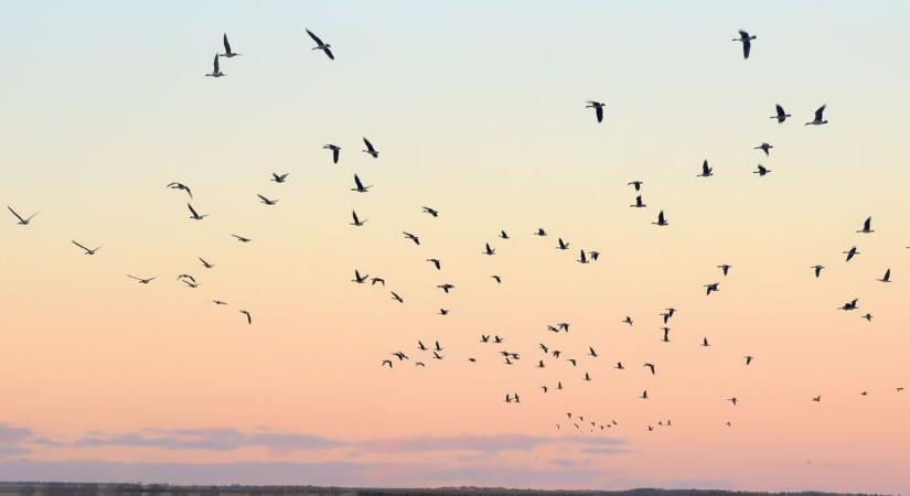 Fehérvárról egészen Marokkóig repült egy sirály