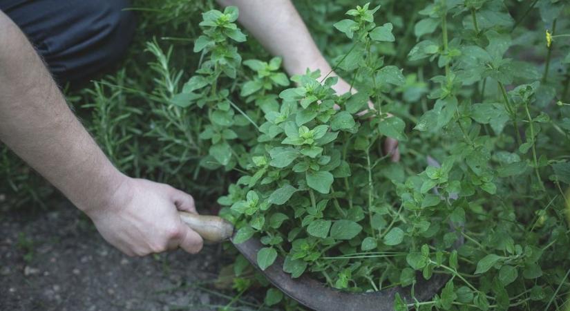Életveszélyes fűszerek, amelyek a te konyhádban is megtalálhatók