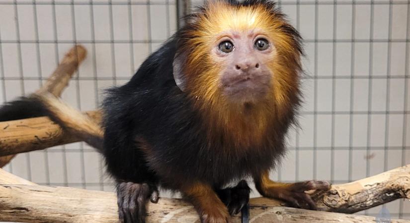 A díler kistigrise után itt a sofőr aranyfejű oroszlánmajmocskája: újabb irtó aranyos élő bűnjel került a Fővárosi Állatkertbe