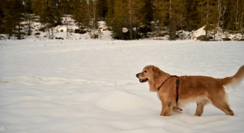 Ezeket tanácsolja az állatorvos a kutyagazdáknak a fagyos napokra