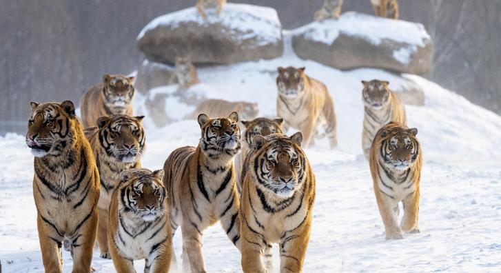 Tigrisek a tél birodalmában, mesés képek láttak napvilágot