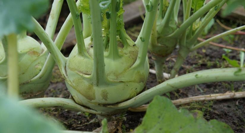 Hogyan neveljünk palántát a karalábé magjaiból?