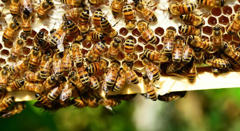 Meglepő felfedezés: A méhek rejthetik a földönkívüliekkel való kommunikáció titkát