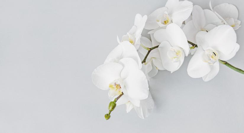 Világos, tiszta, ártatlan, elegáns és időtlen: a fehér szín jelentése