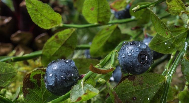 Dél-Spanyolország több esőt látott, mint Hollandia
