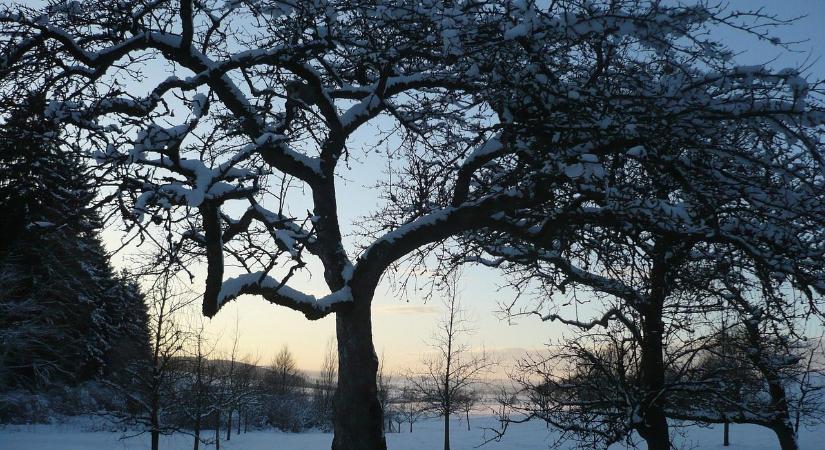 Érdemes-e még meszelni a fák törzsét?