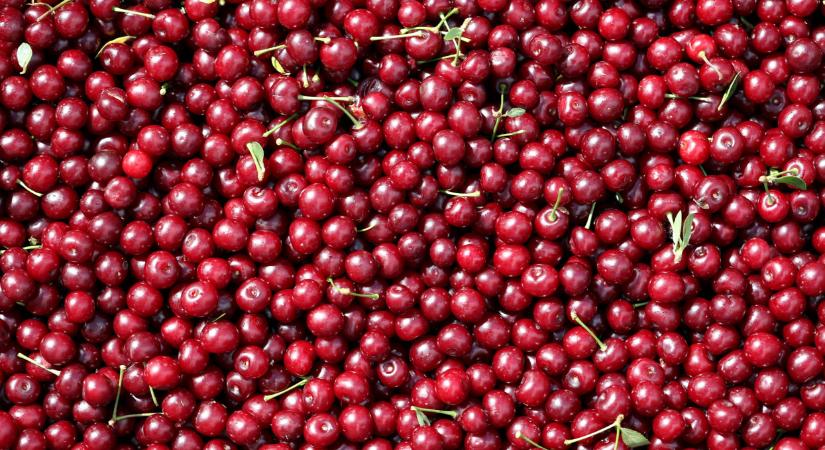 Ezért lett extrém drága a meggy itthon: ezt már senki nem fogja kifizetni