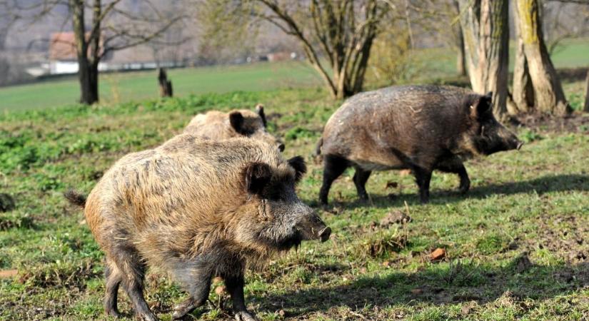 Gyilkos üzlet az erdőben: a komplett somogyi vaddisznóállományt kiirthatják az agancsozók