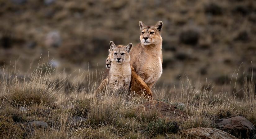 Így változtatta meg a pumákat a pingvinek fogyasztása (videó)